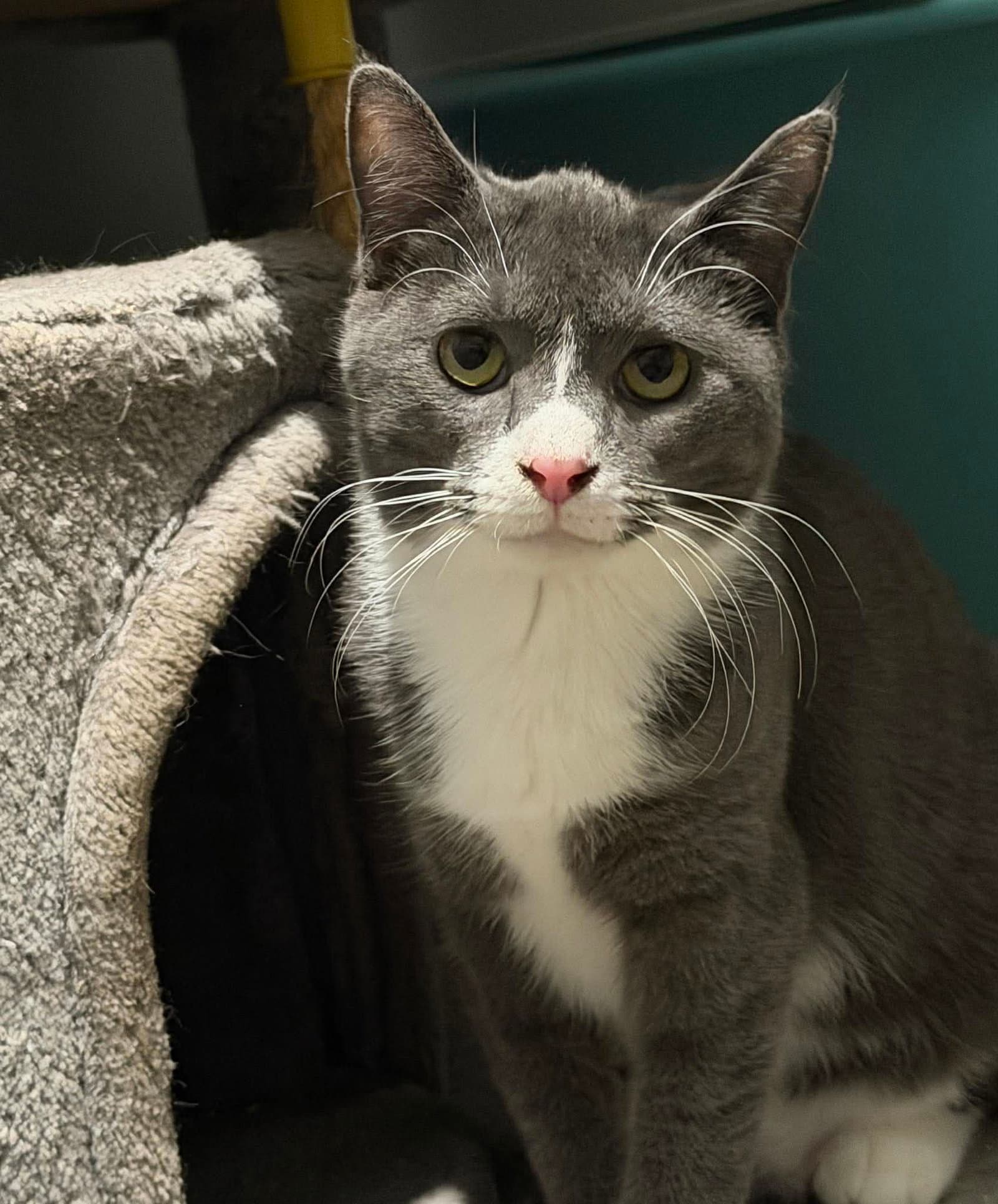 Luna - Domestic Short Hair