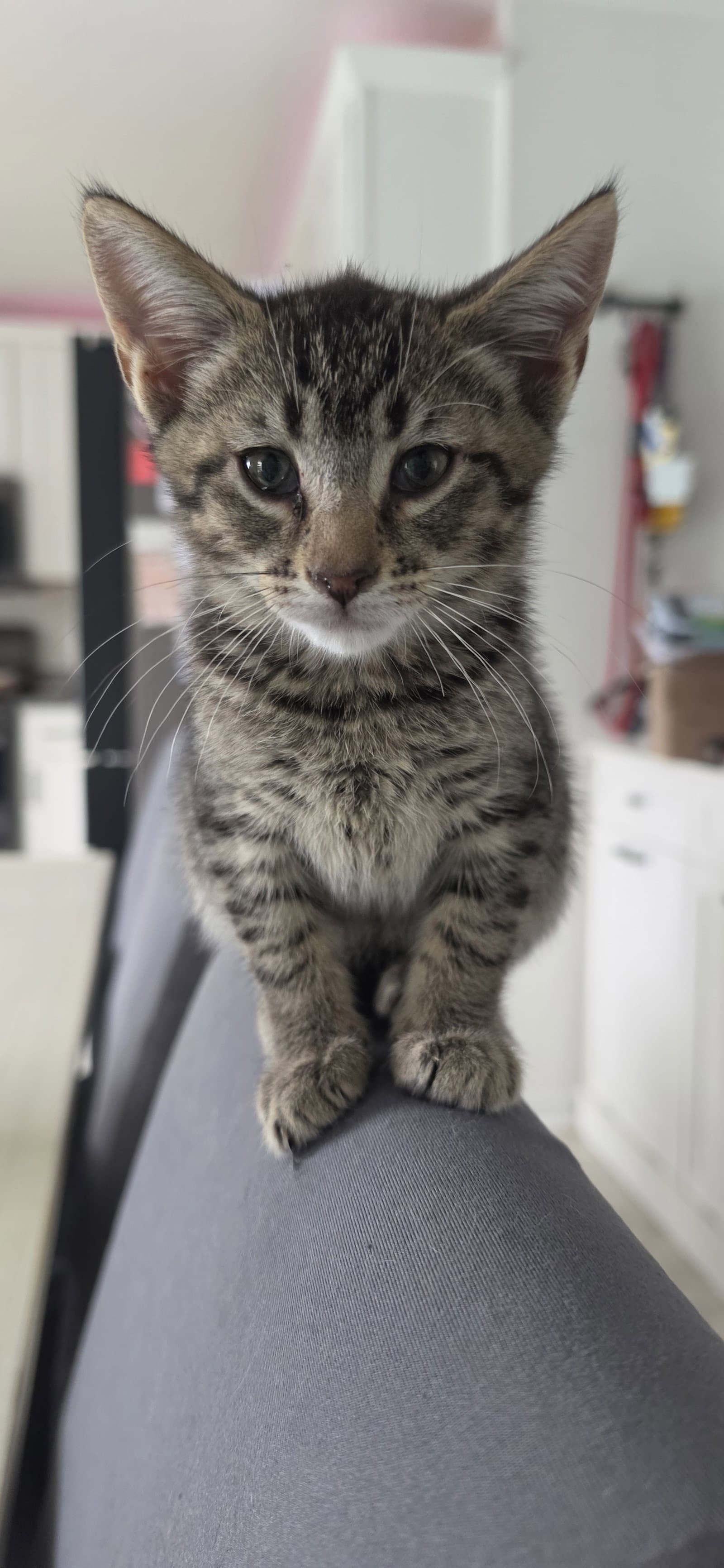 Chip - Domestic Short Hair