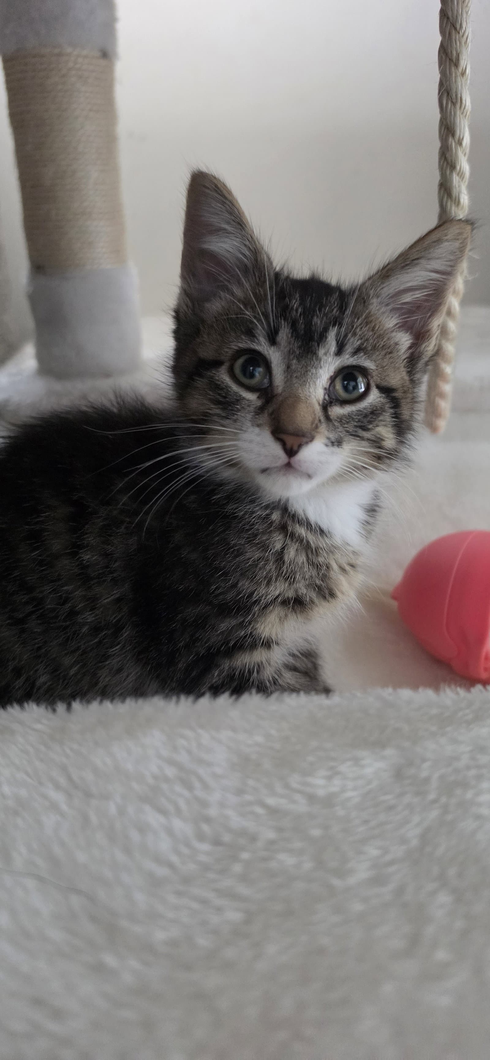 Rocky - Domestic Short Hair