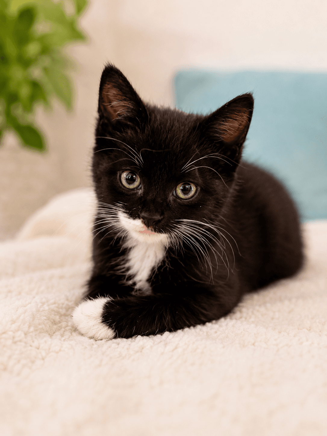 Caboose - Domestic Short Hair