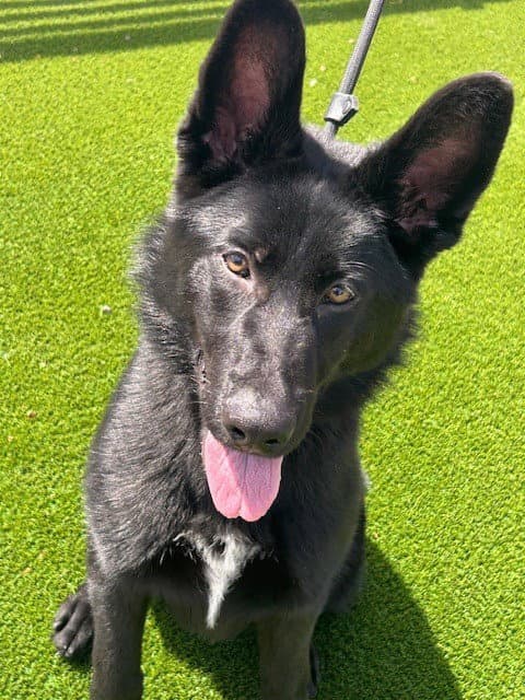 Charley - German Shepherd Dog