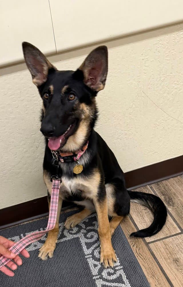 Tioga Oas - German Shepherd Dog