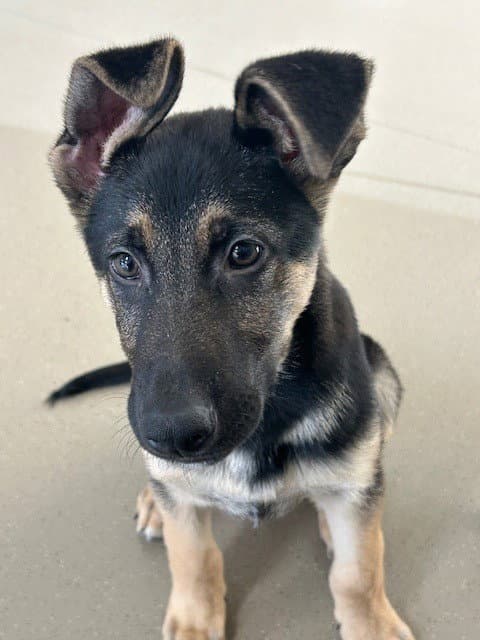 Axl - German Shepherd Dog
