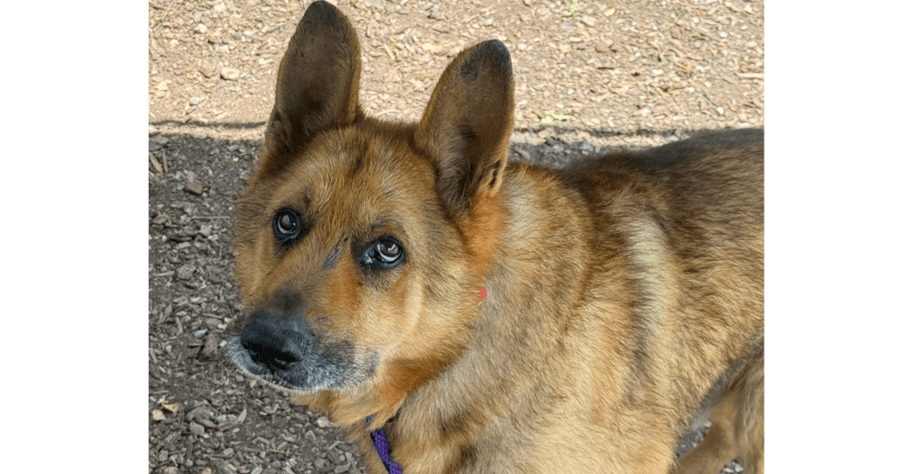 Bruno - German Shepherd Dog