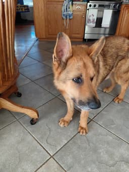 Bruno image 2