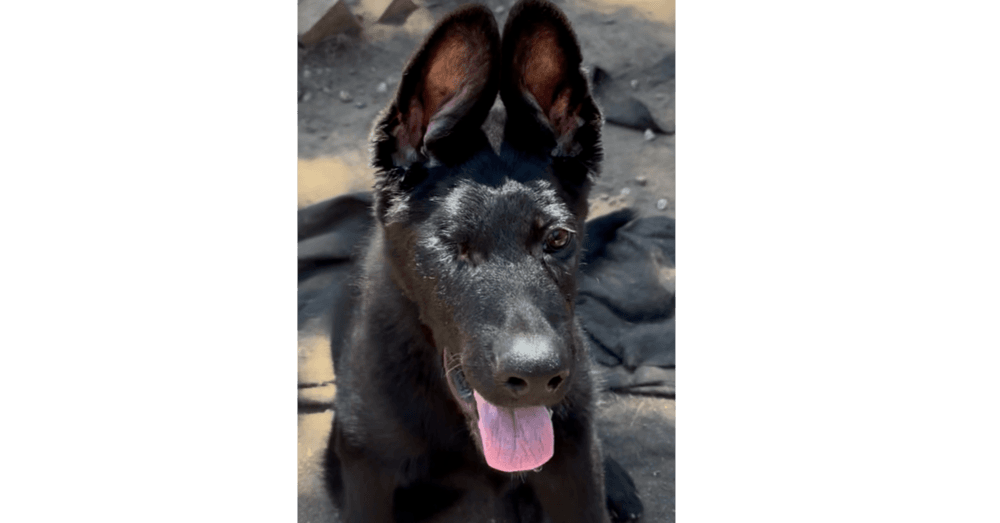 Alastor - German Shepherd Dog