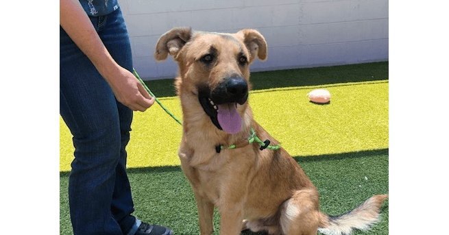 Chester - German Shepherd Dog