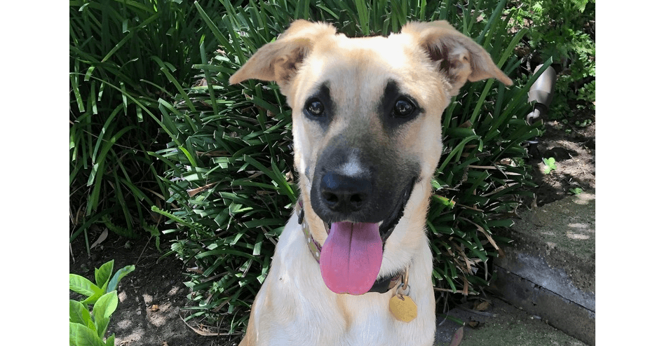 Piper - German Shepherd Dog
