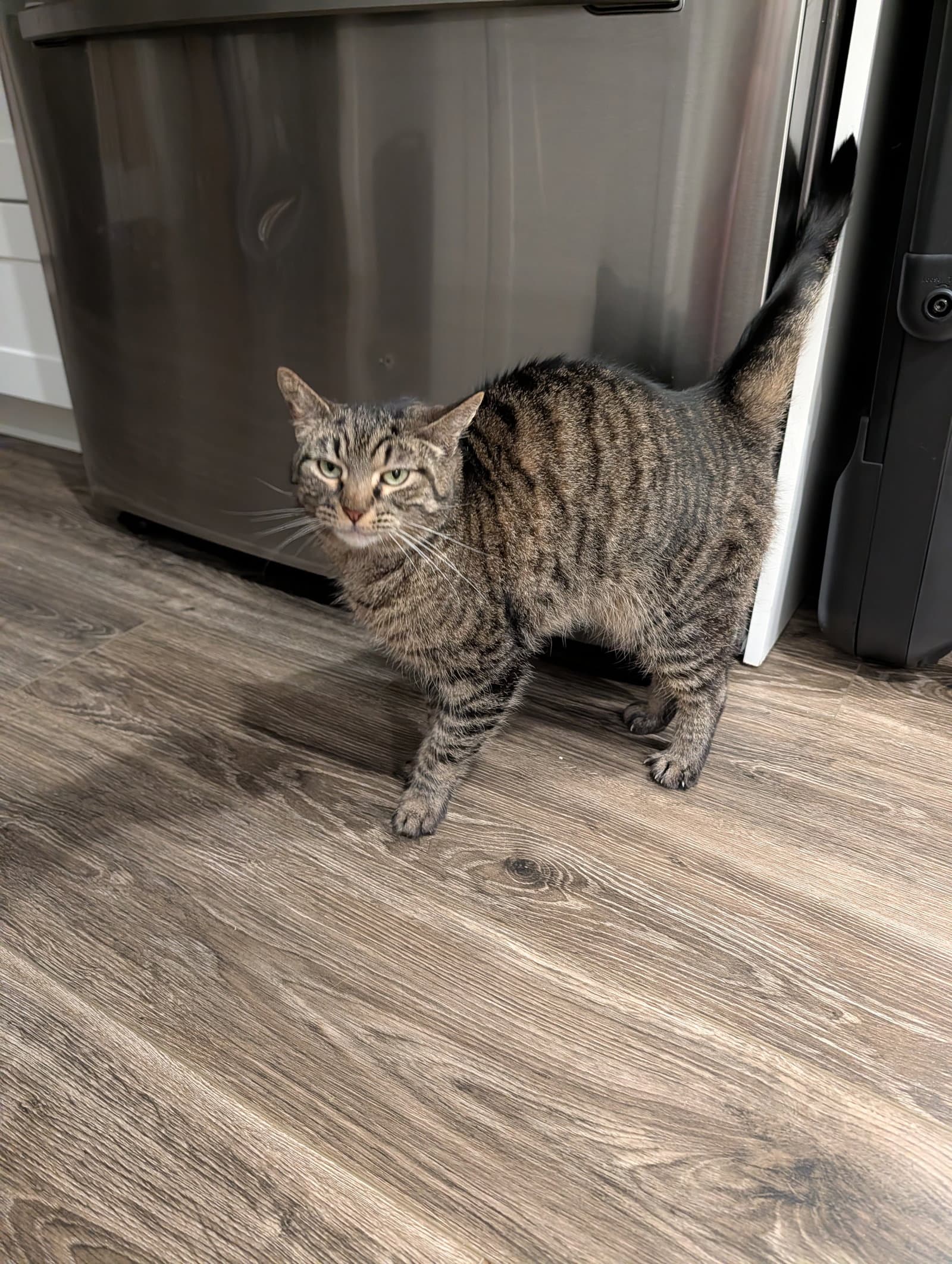 Lottie - Domestic Short Hair