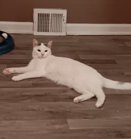 Colby image 3