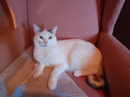 Colby image 4