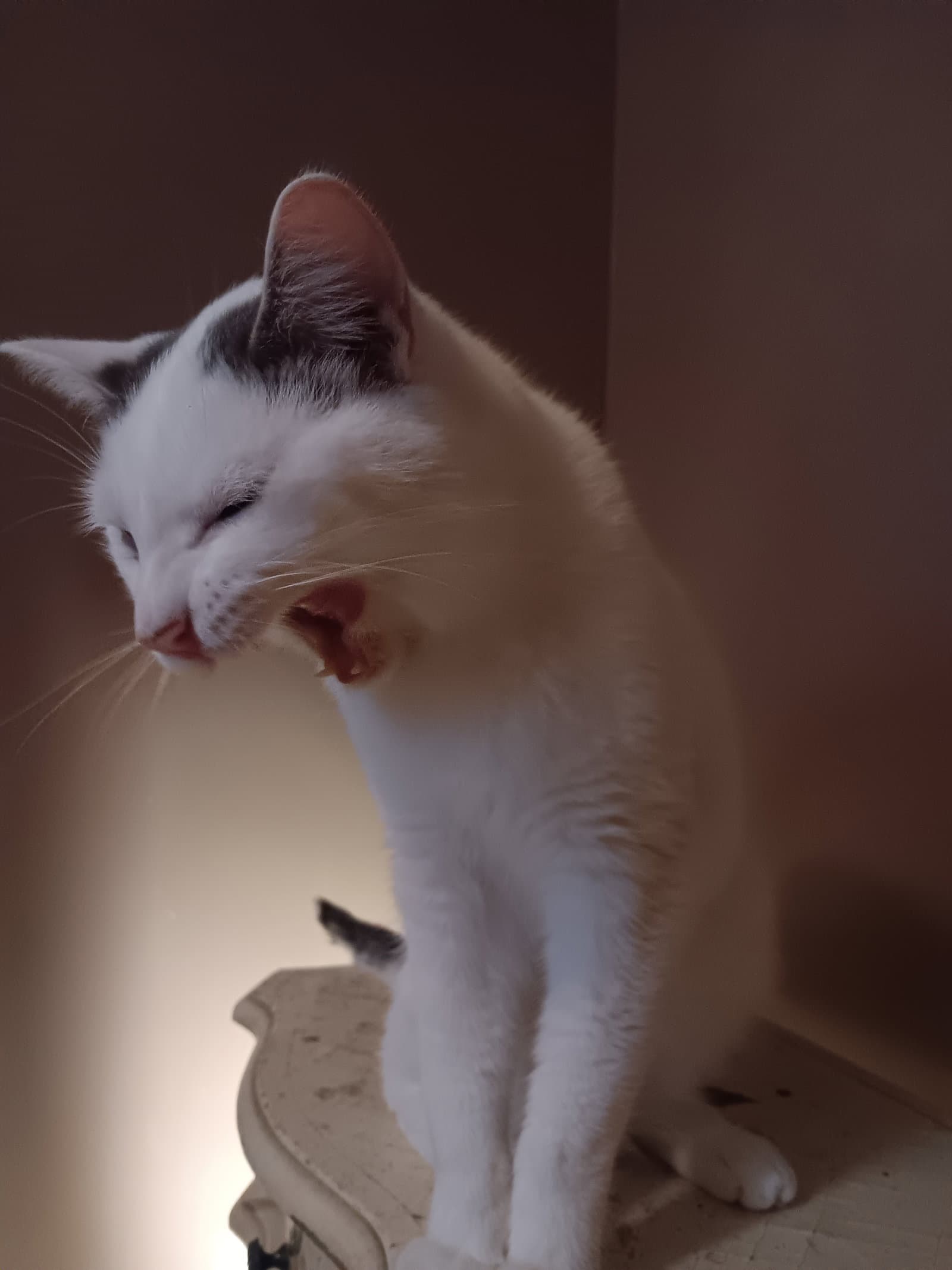Colby - Domestic Short Hair