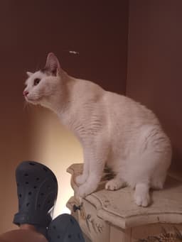 Colby image 2