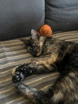 Penny image 4