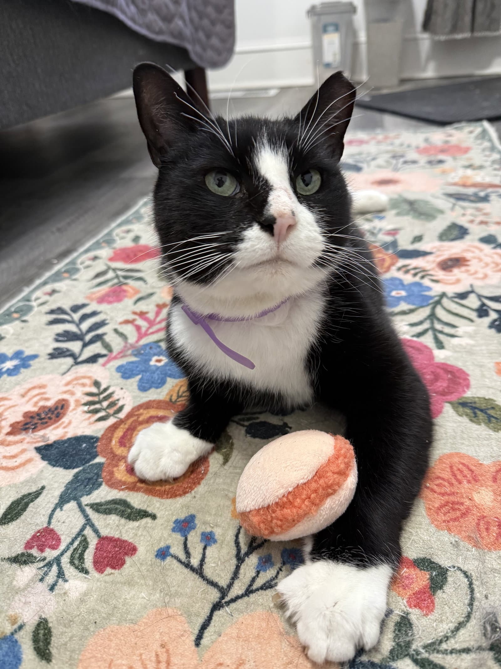 Bernie Parent - Domestic Short Hair