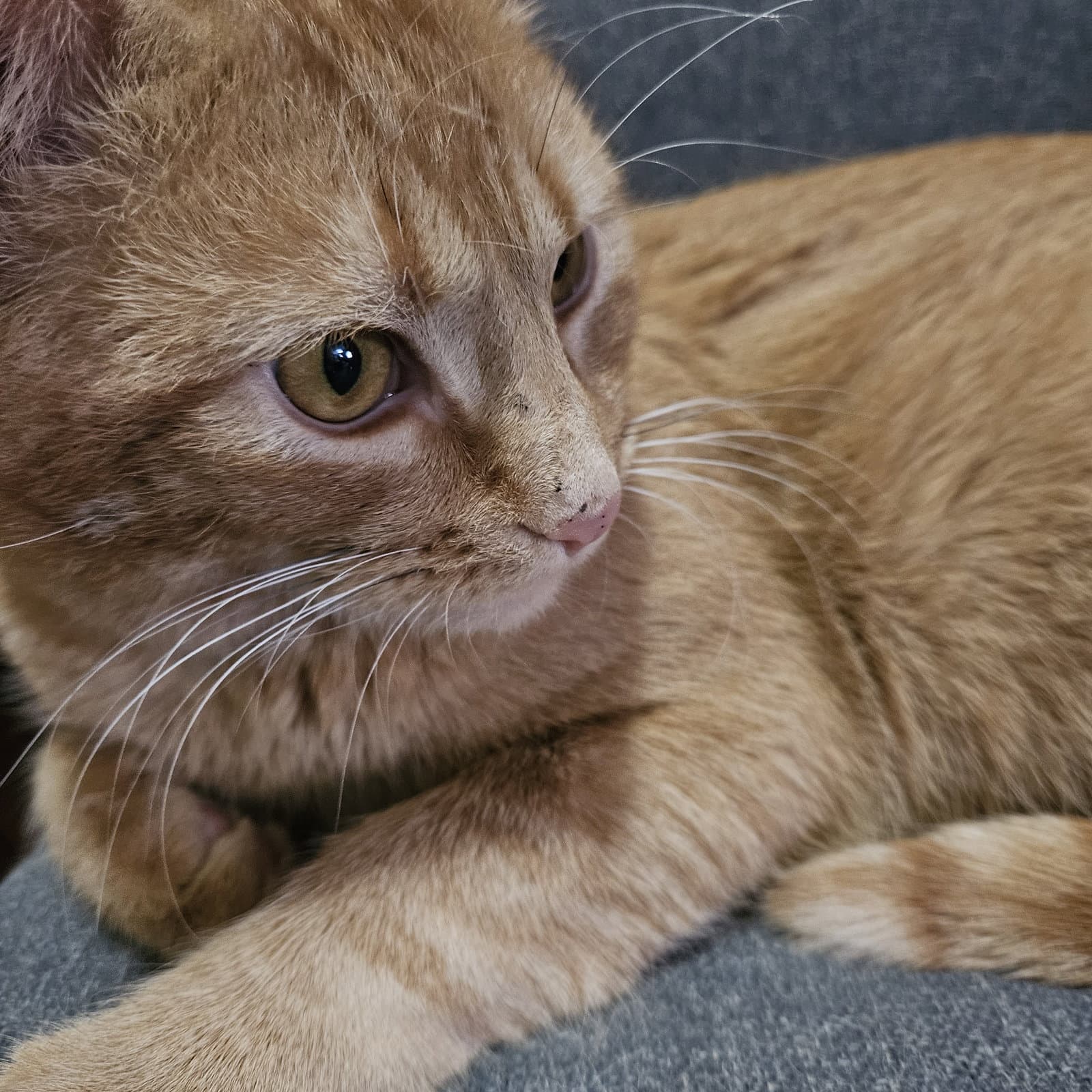 Harvey - Domestic Short Hair