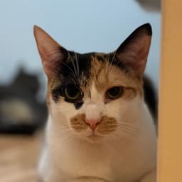 Butter image 2