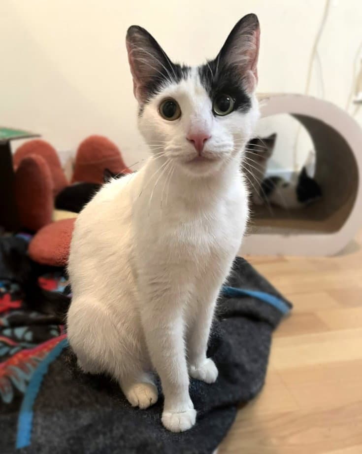Valentine - Domestic Short Hair