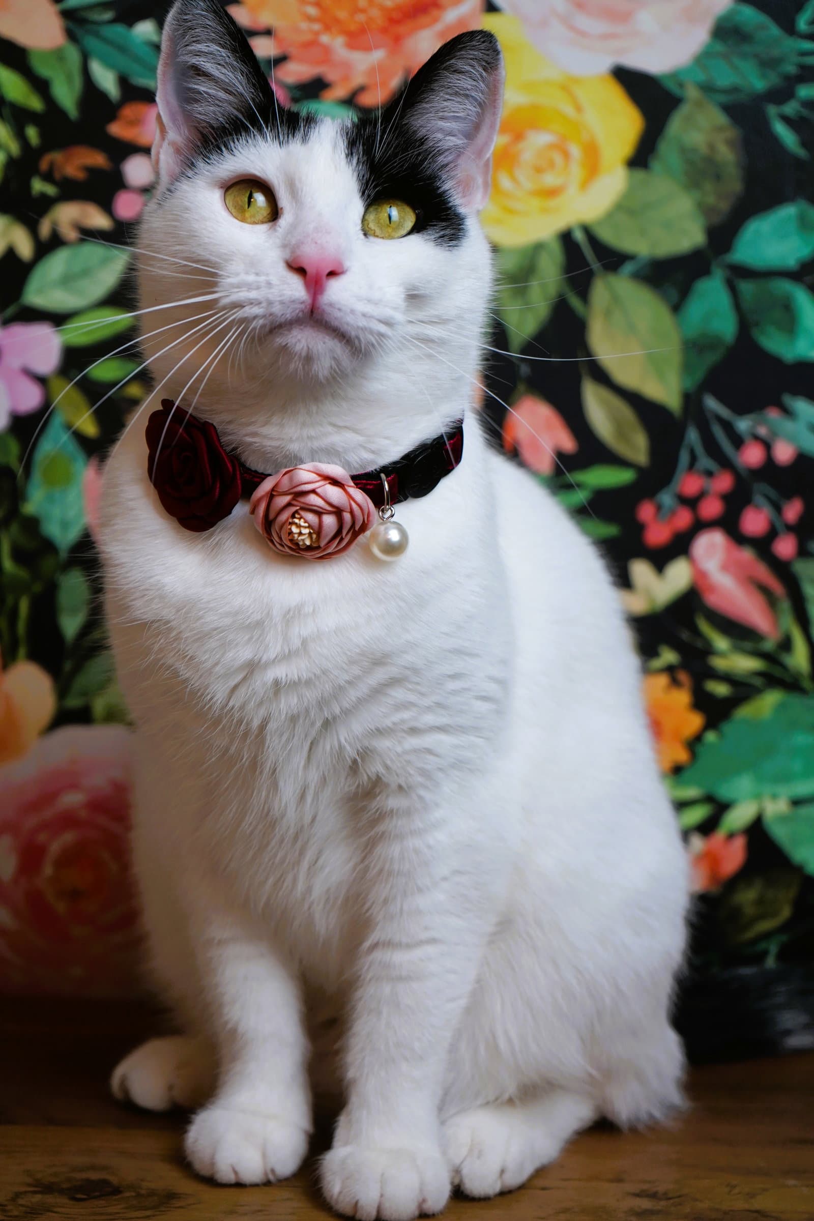 Valentine - Domestic Short Hair