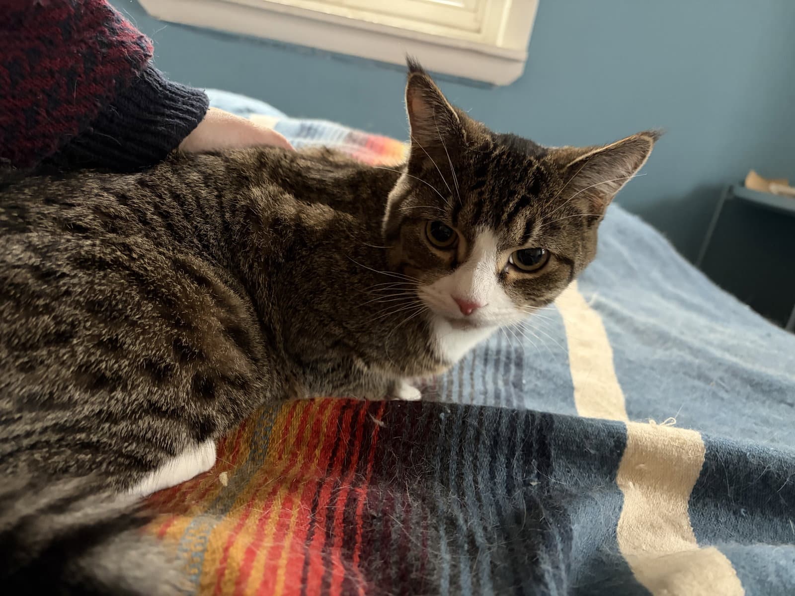 Jimmy - Domestic Short Hair