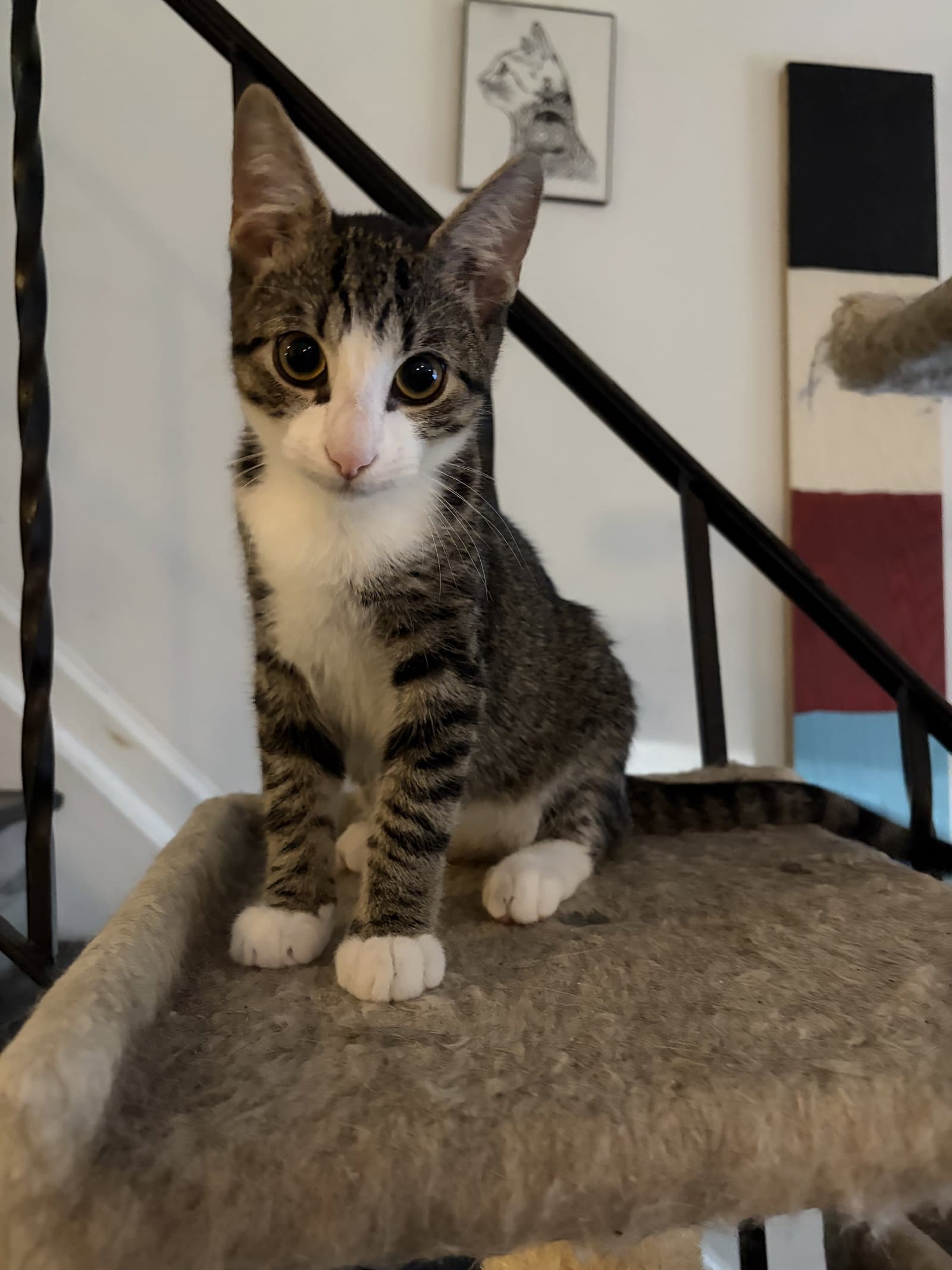 Cachito - Domestic Short Hair