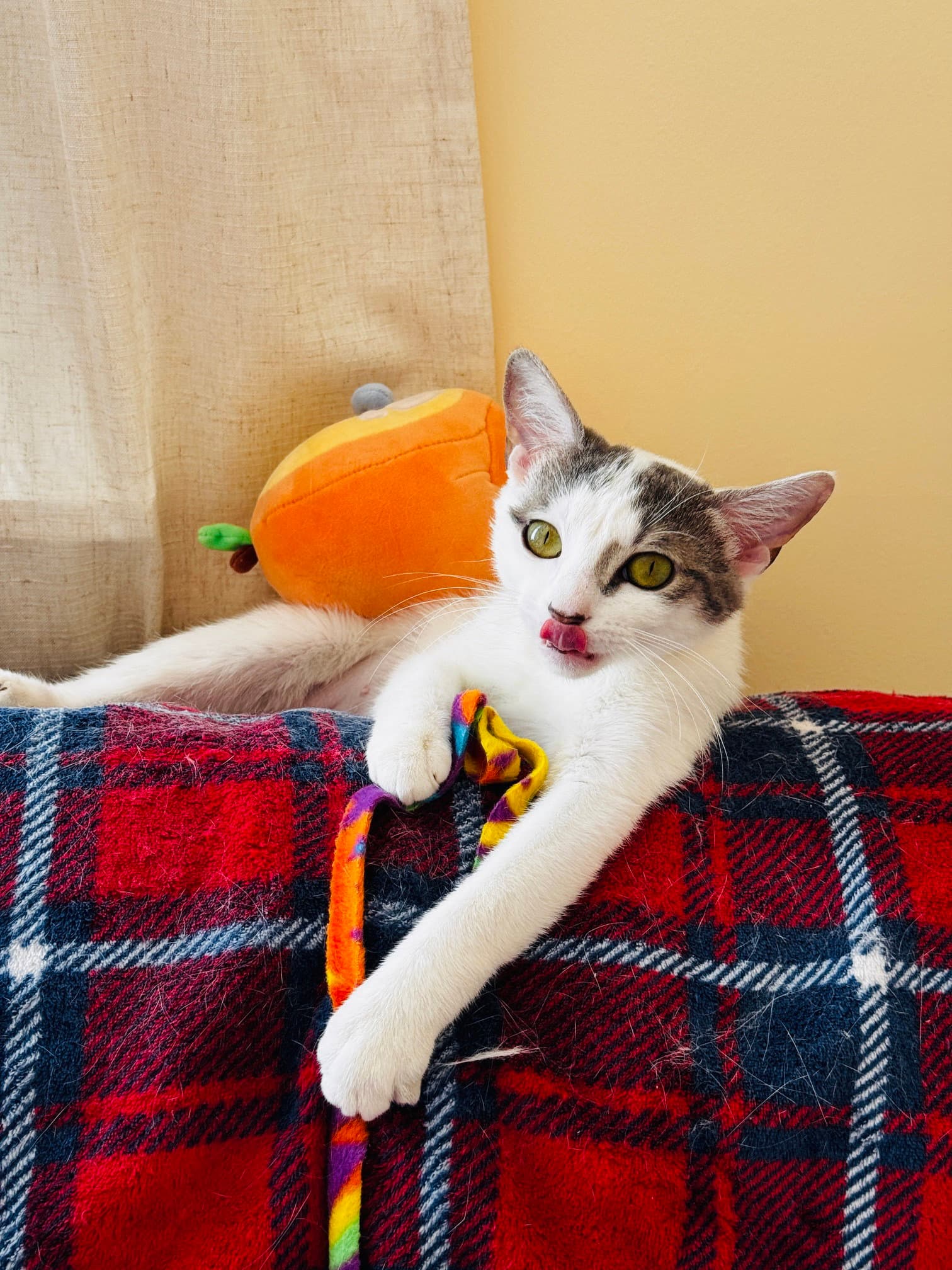 Pip - Domestic Short Hair