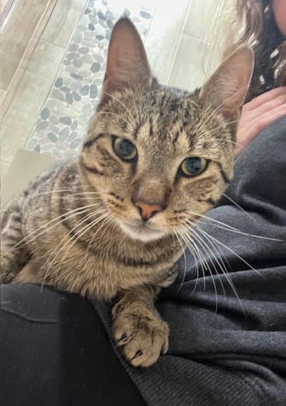 Bert - Domestic Short Hair
