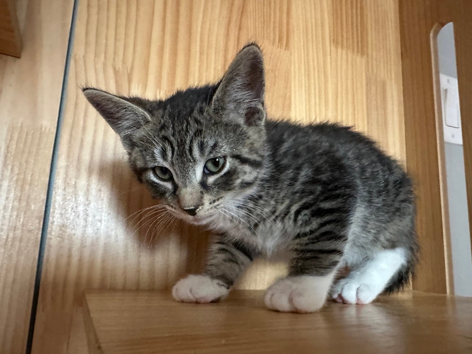 Messi - Domestic Short Hair
