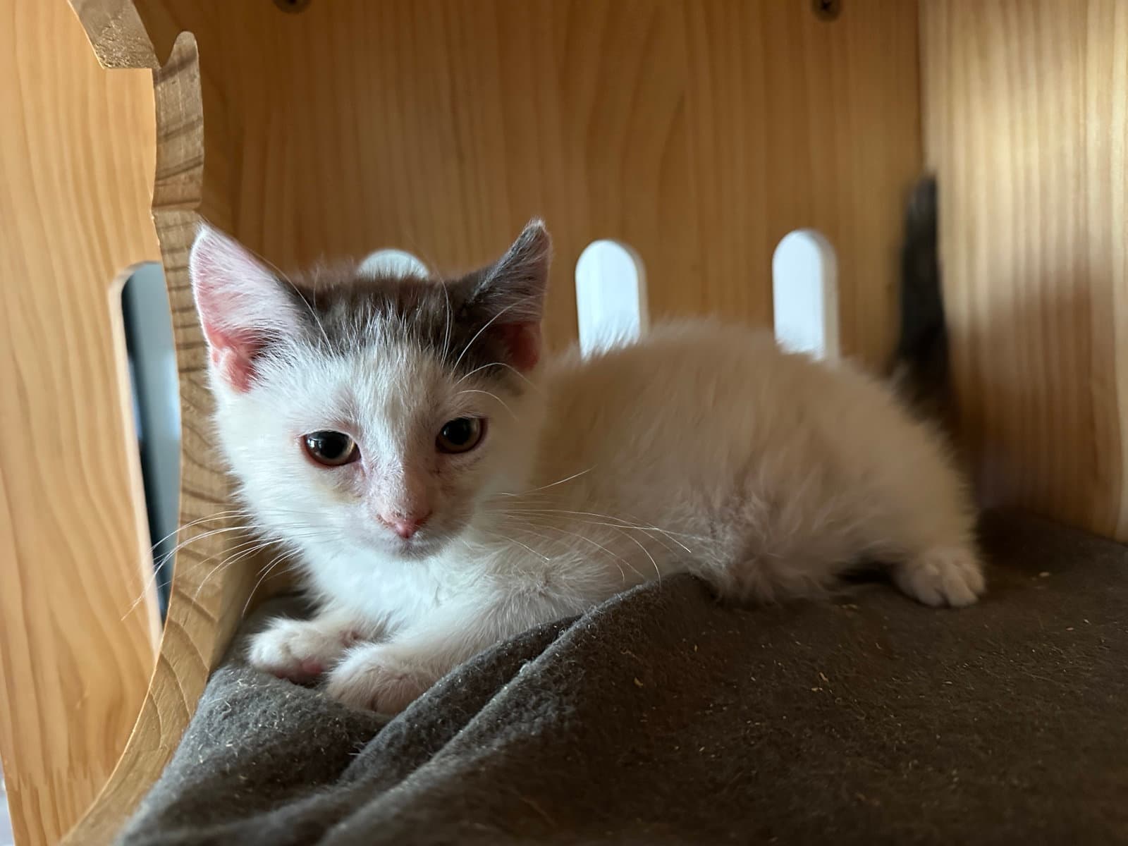 Ronaldo - Domestic Short Hair