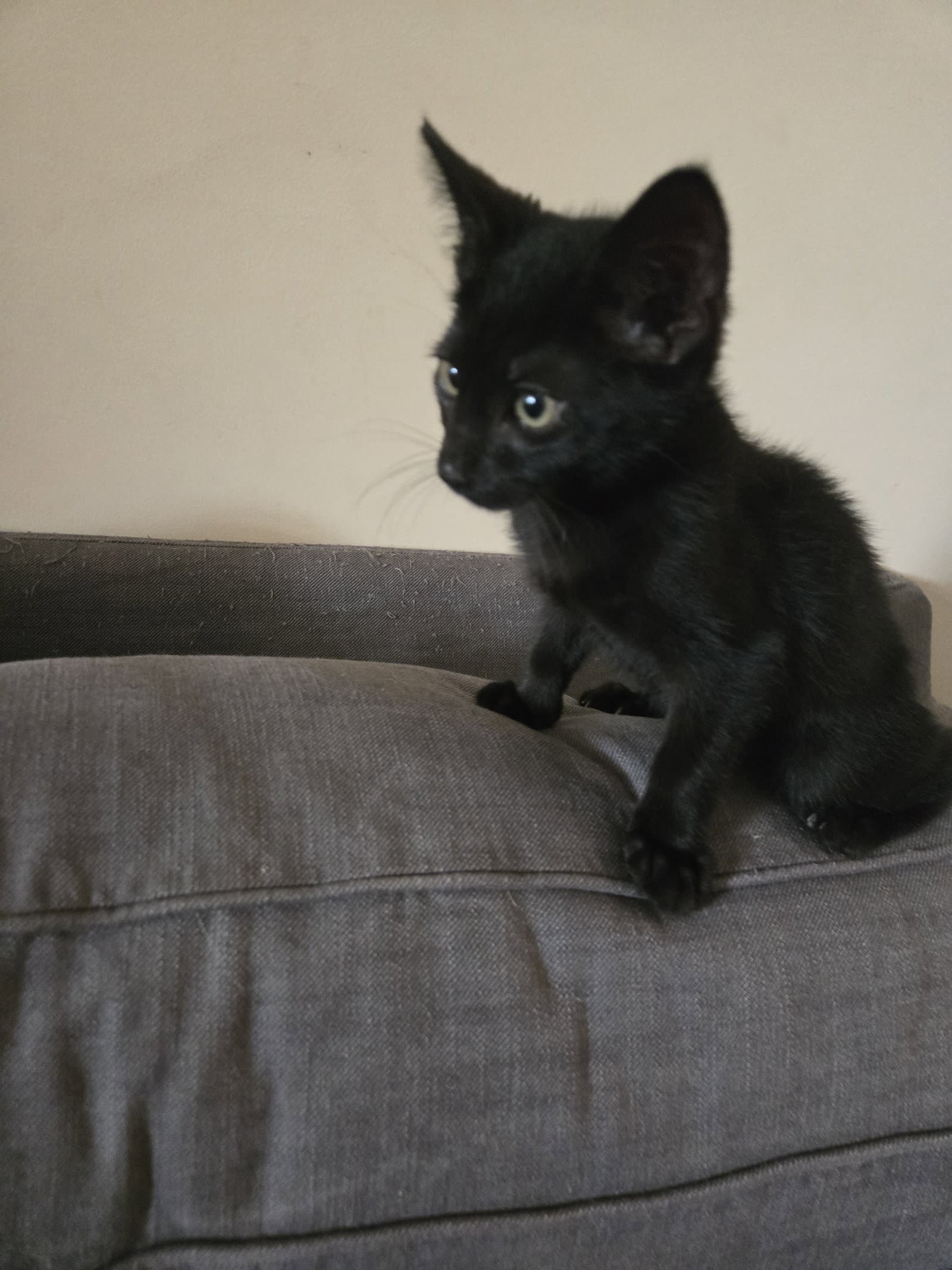 Dolphin - Domestic Short Hair