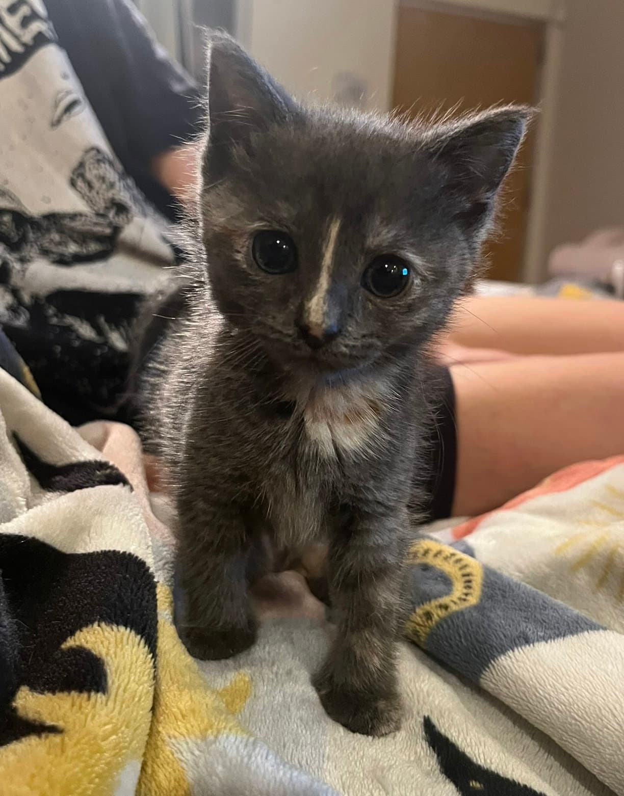 Rice Ball - Domestic Short Hair