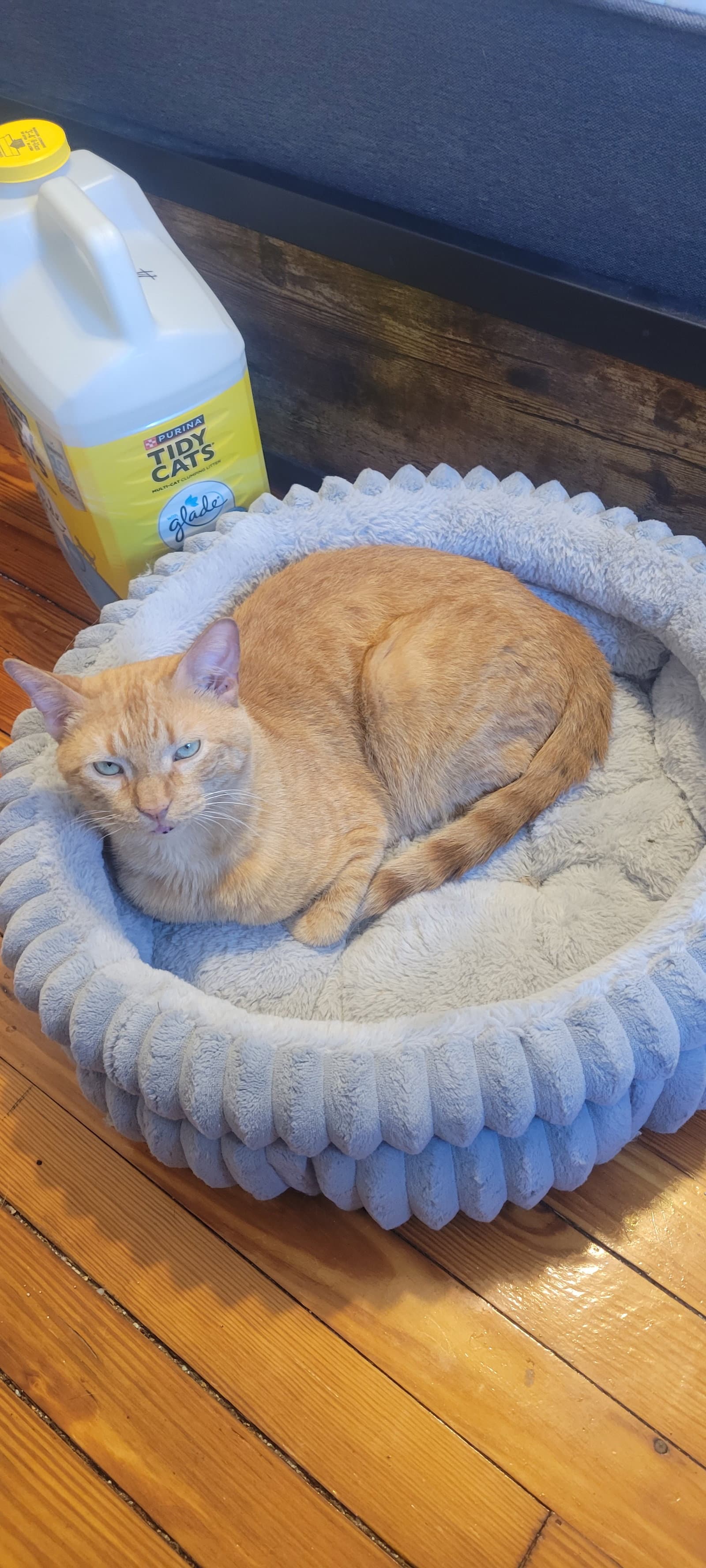 Ed - Domestic Short Hair