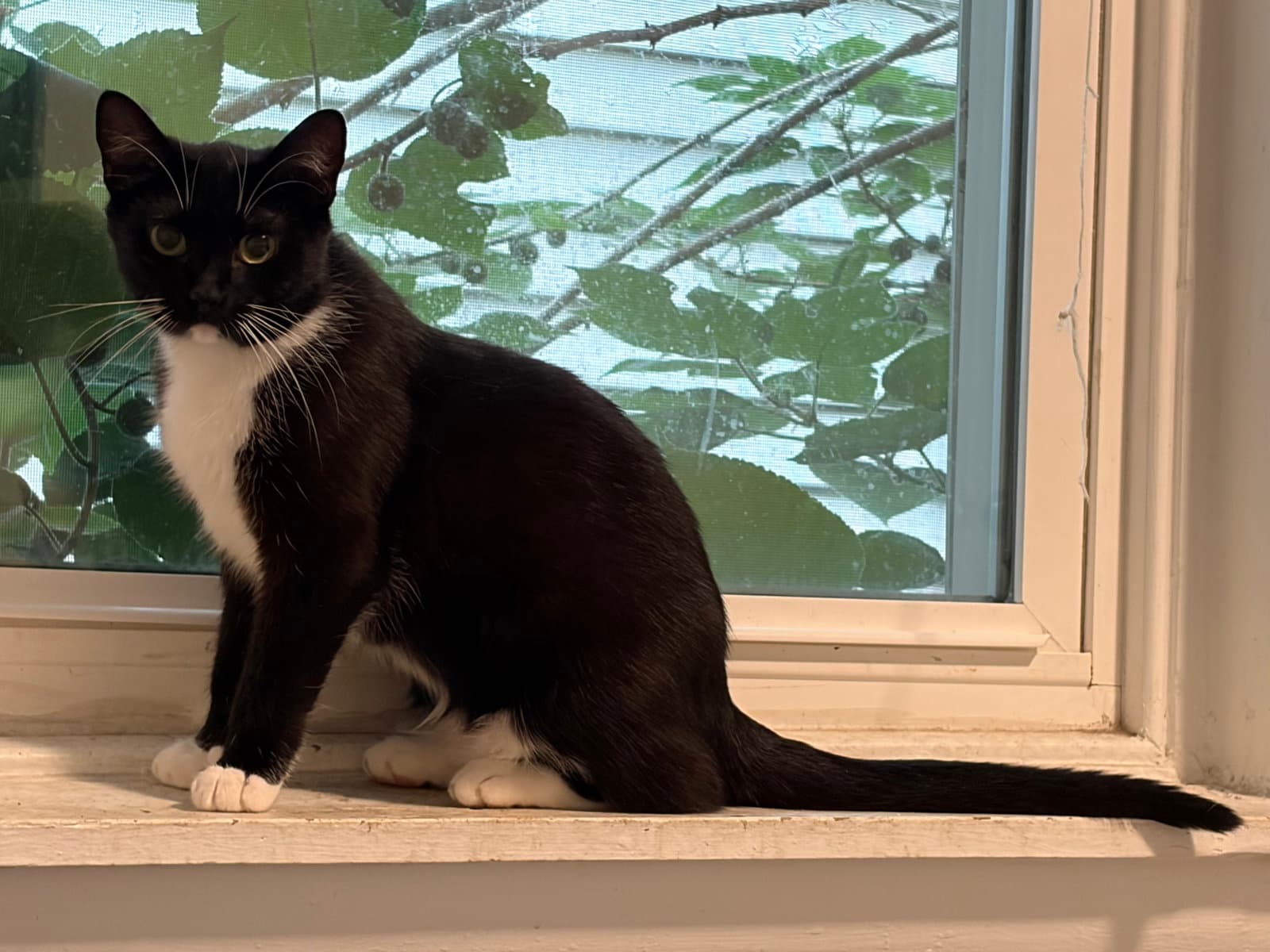 Ruby - Domestic Short Hair