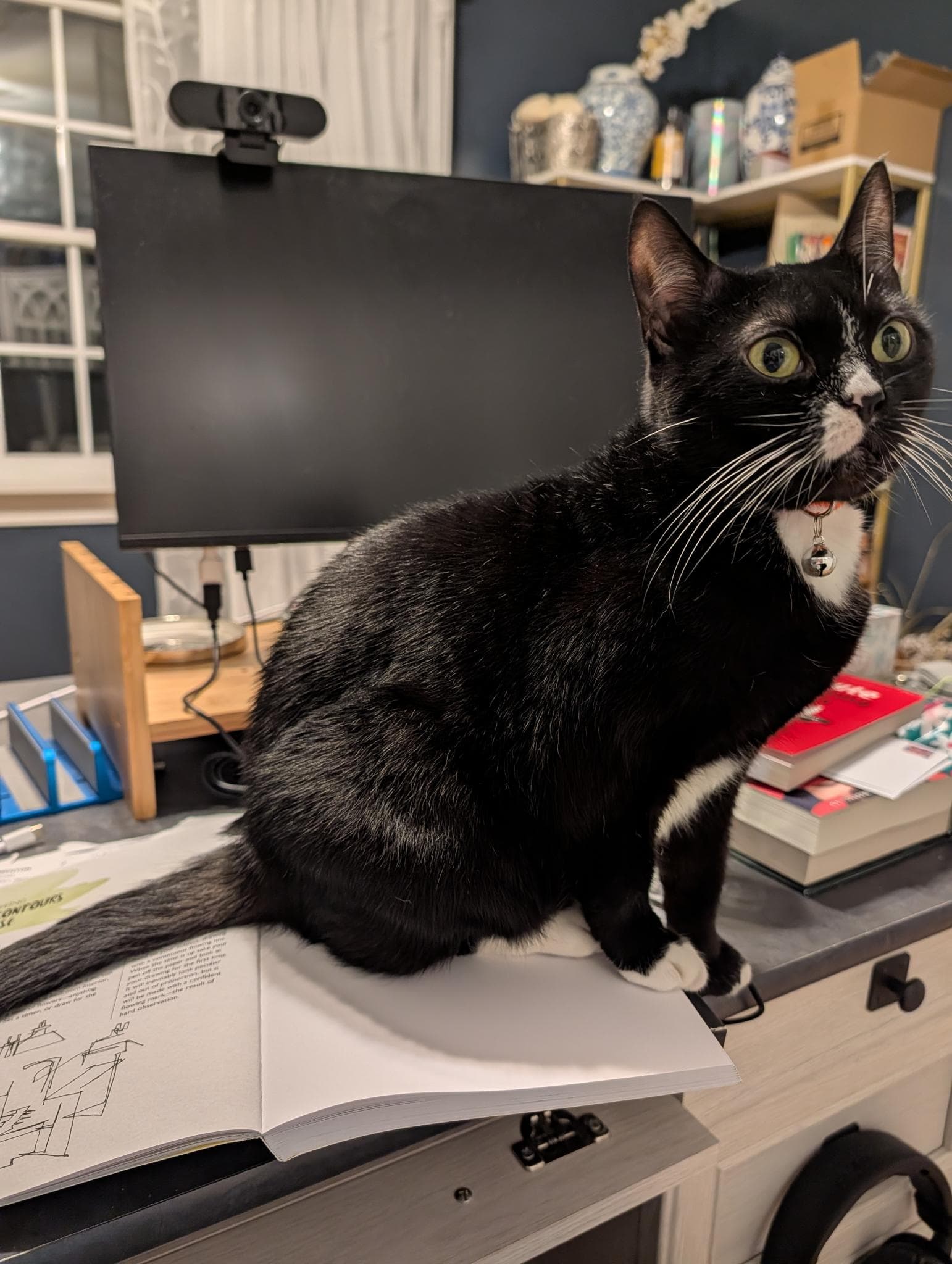 Kira - Domestic Short Hair