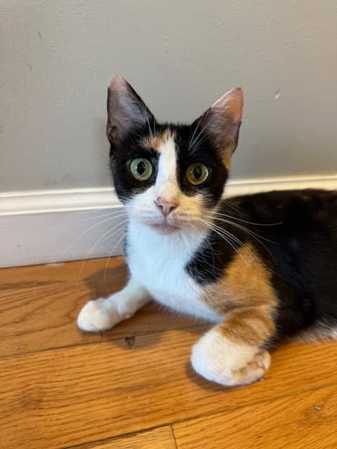 Sydney - Domestic Short Hair