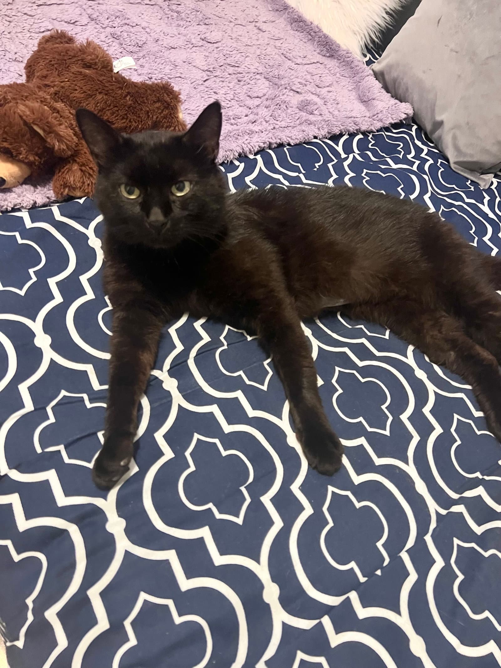 Midnight - Domestic Short Hair