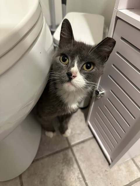 Samantha - Domestic Short Hair