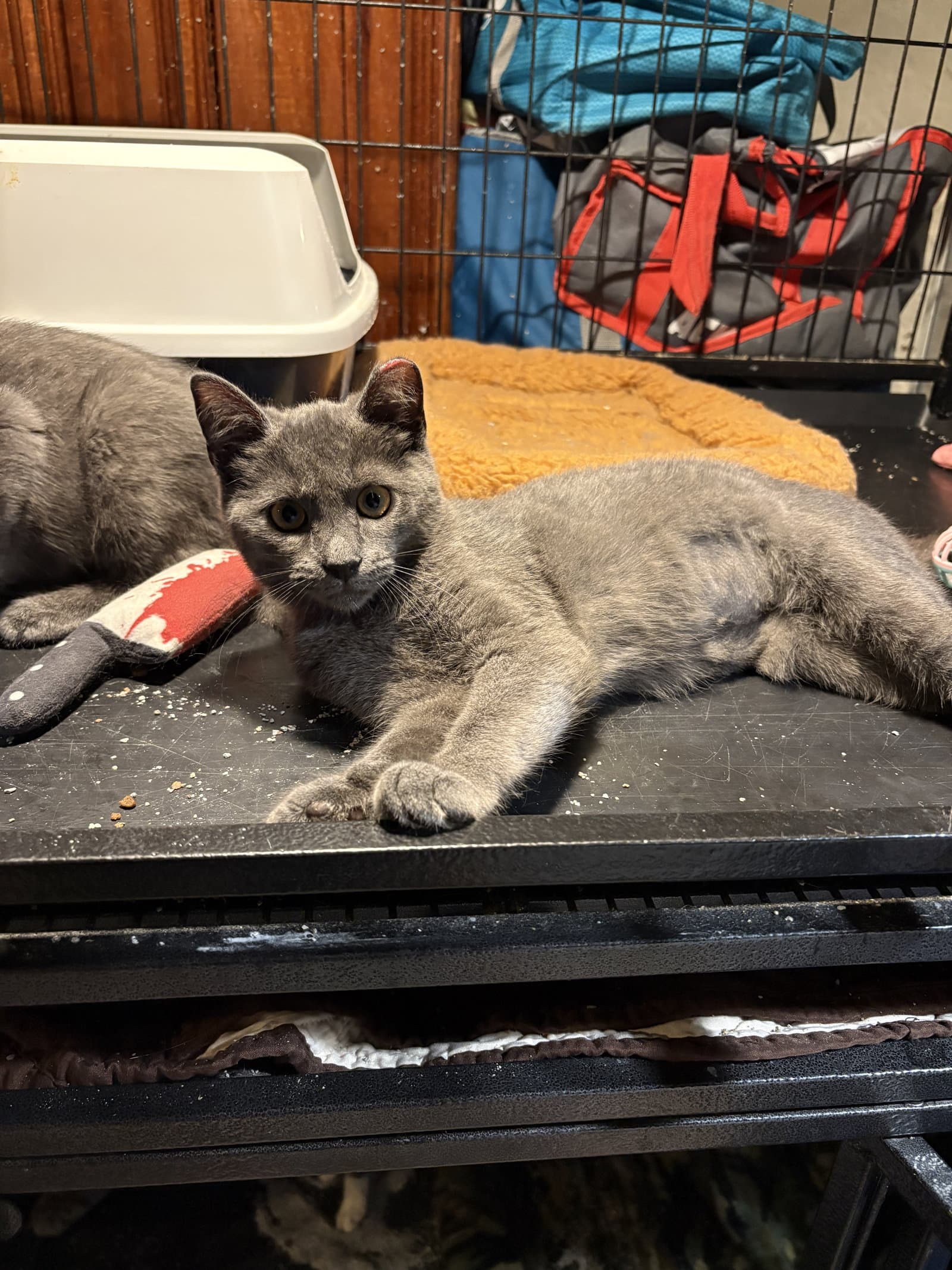 Firecracker - Domestic Short Hair