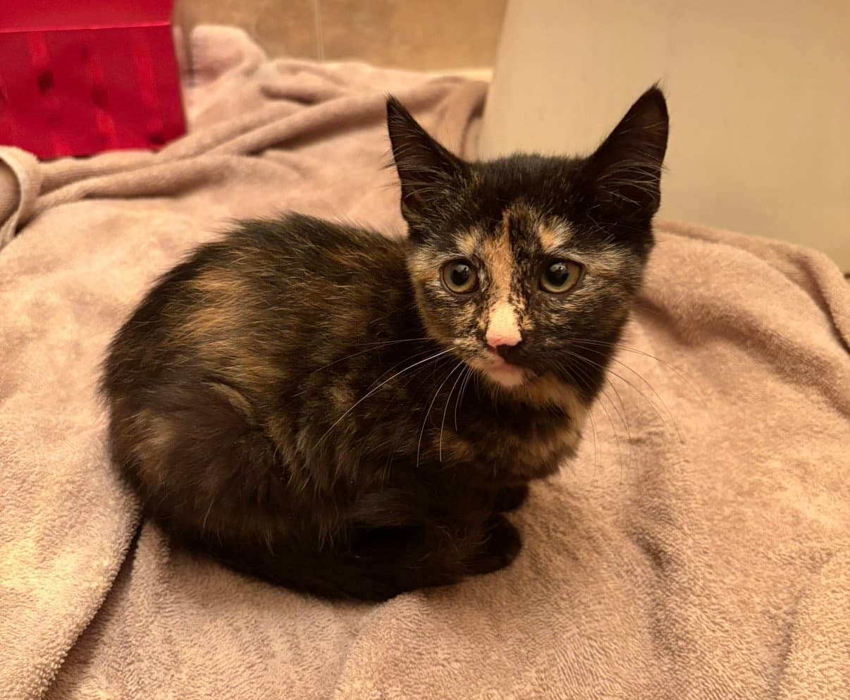 Enid - Domestic Short Hair