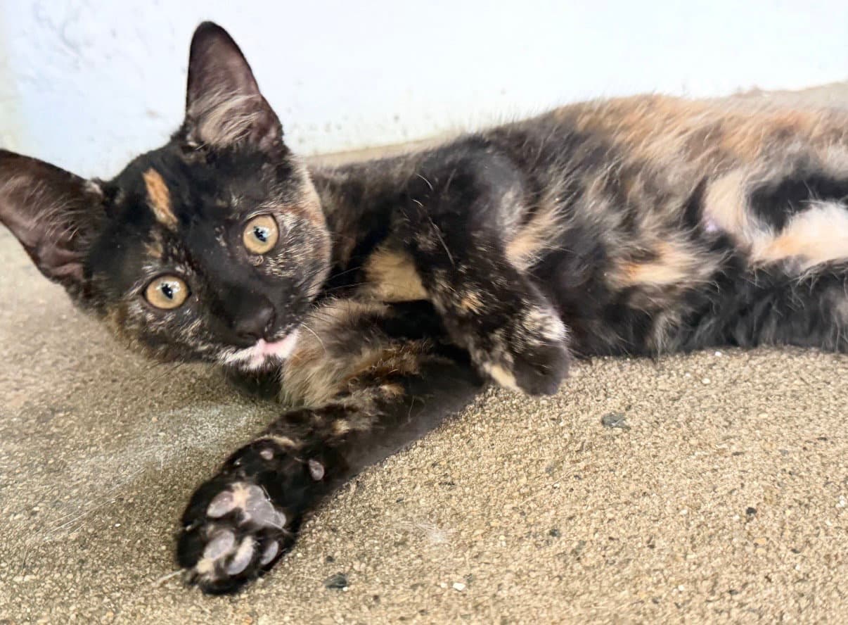 Wenny Aka Wednesday - Domestic Short Hair