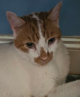 Snickers image 1