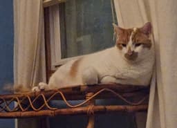 Snickers image 2
