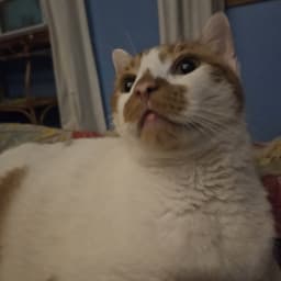 Snickers image 3