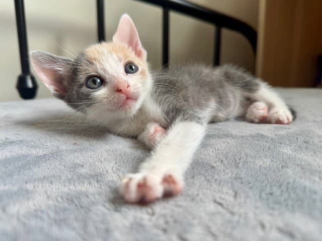 London - Domestic Short Hair