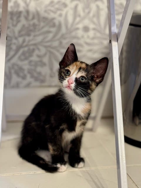 Paris - Domestic Short Hair