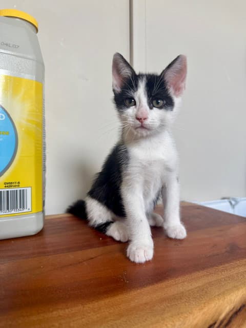 Cairo - Domestic Short Hair