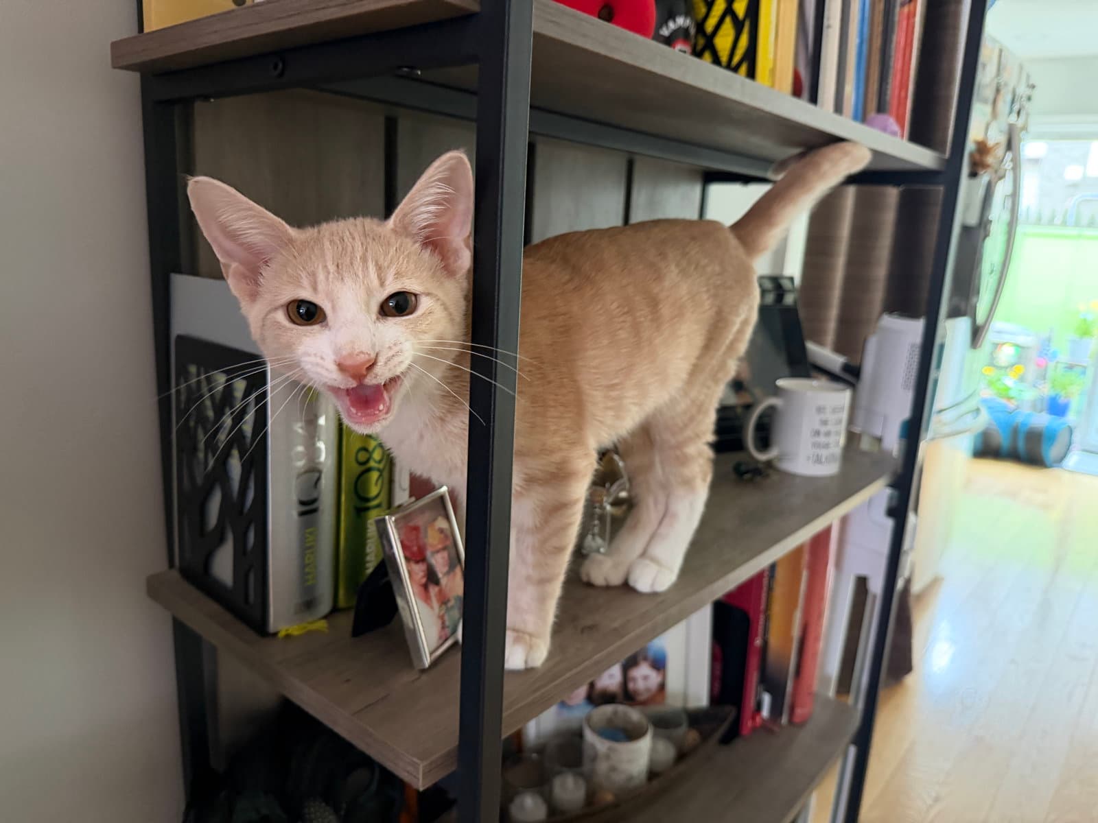 Max - Domestic Short Hair