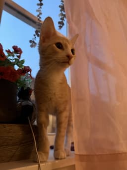 Max image 3