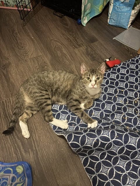 Pride - Domestic Short Hair