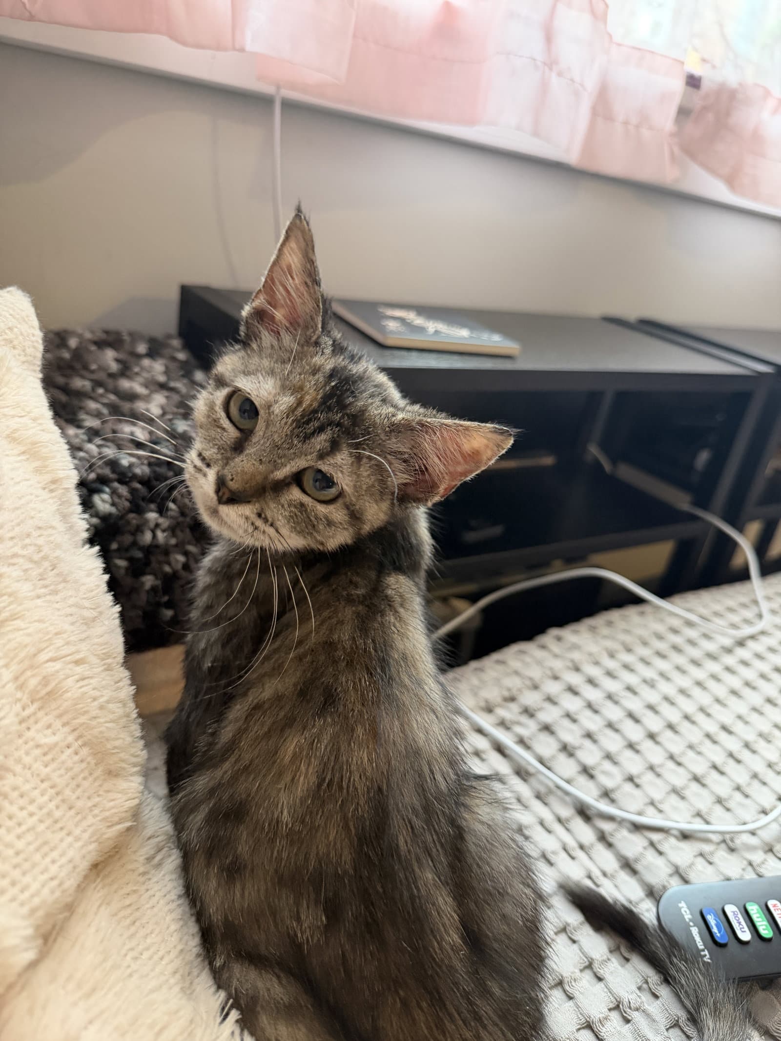 Lucy - Domestic Short Hair